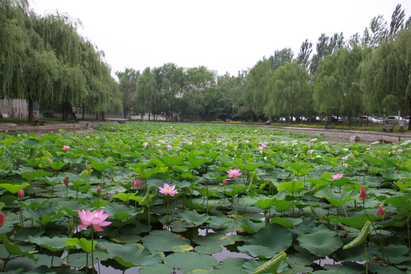荷花池